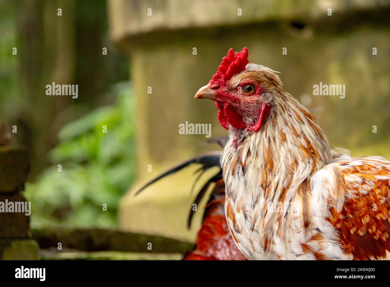Ritratto di un gallo Foto Stock