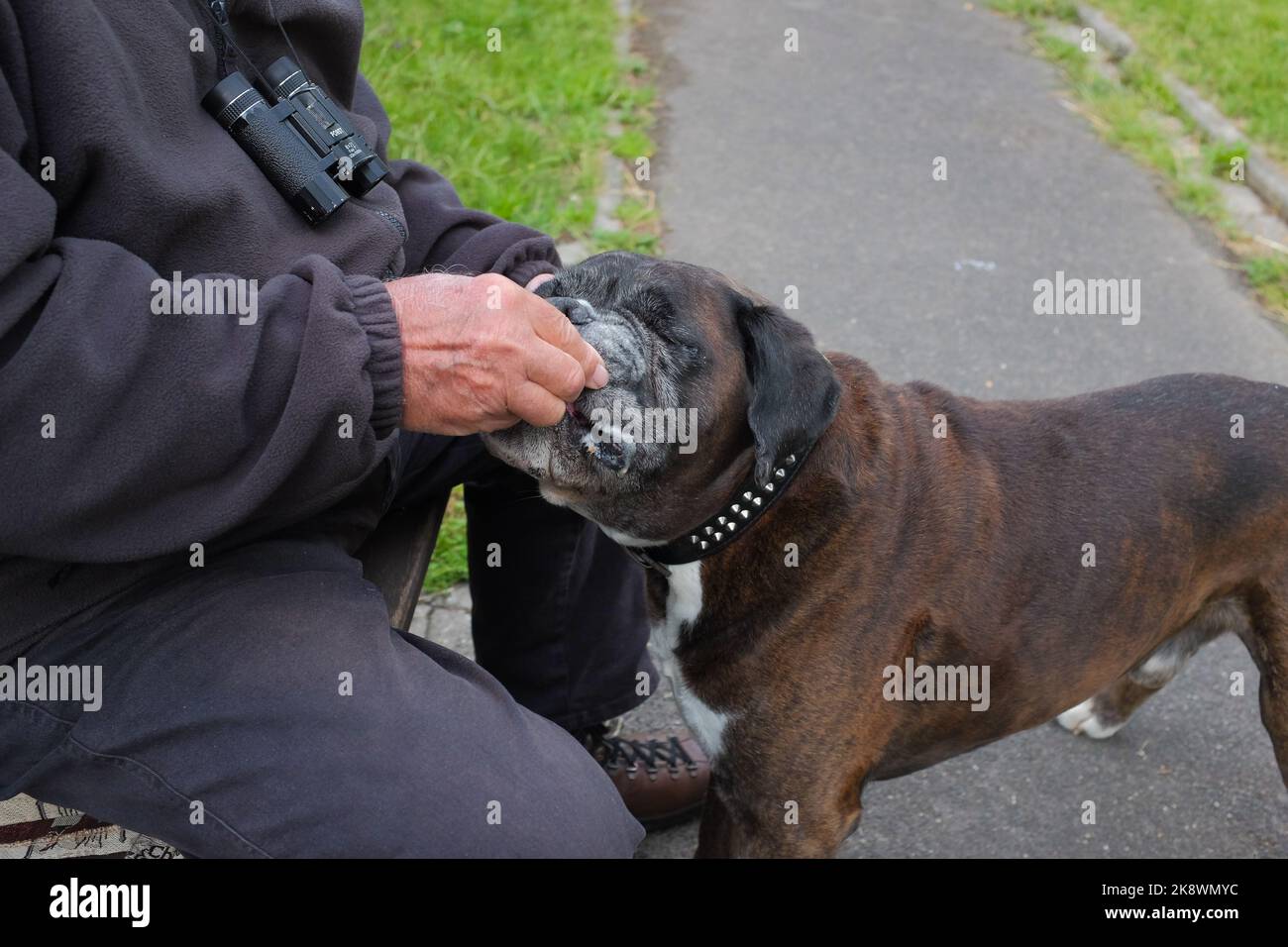 Occhi chiusi, Olde inglese Bulldogge mangia trattare di essere dato a lui dal proprietario di animale domestico maschio. Uomo con il suo migliore amico in un parco tranquillo a Bacharach, Germania. Foto Stock