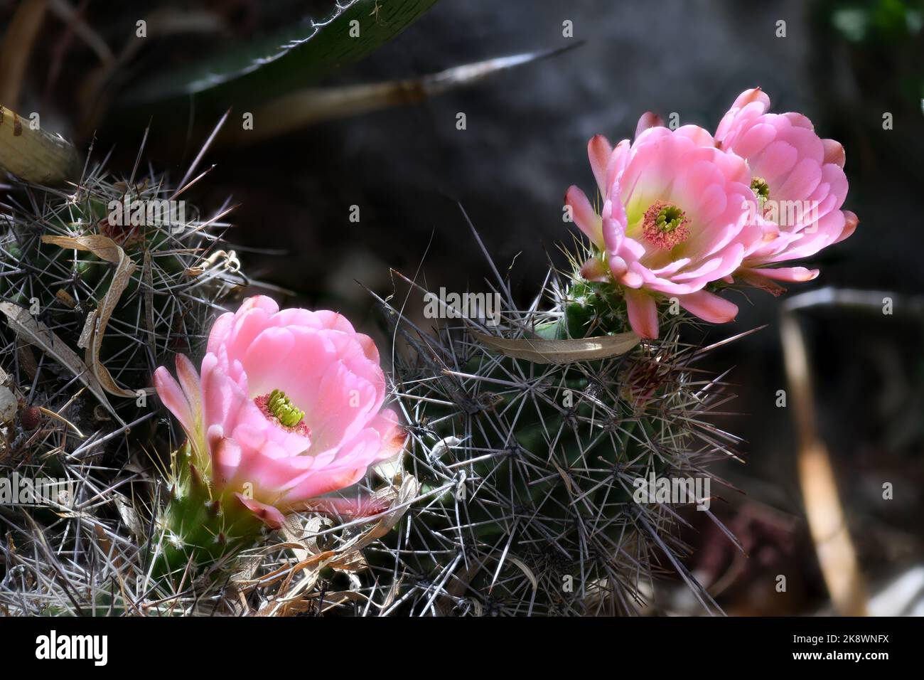 Fiore di Cactus della tazza del Claret rosa Foto Stock