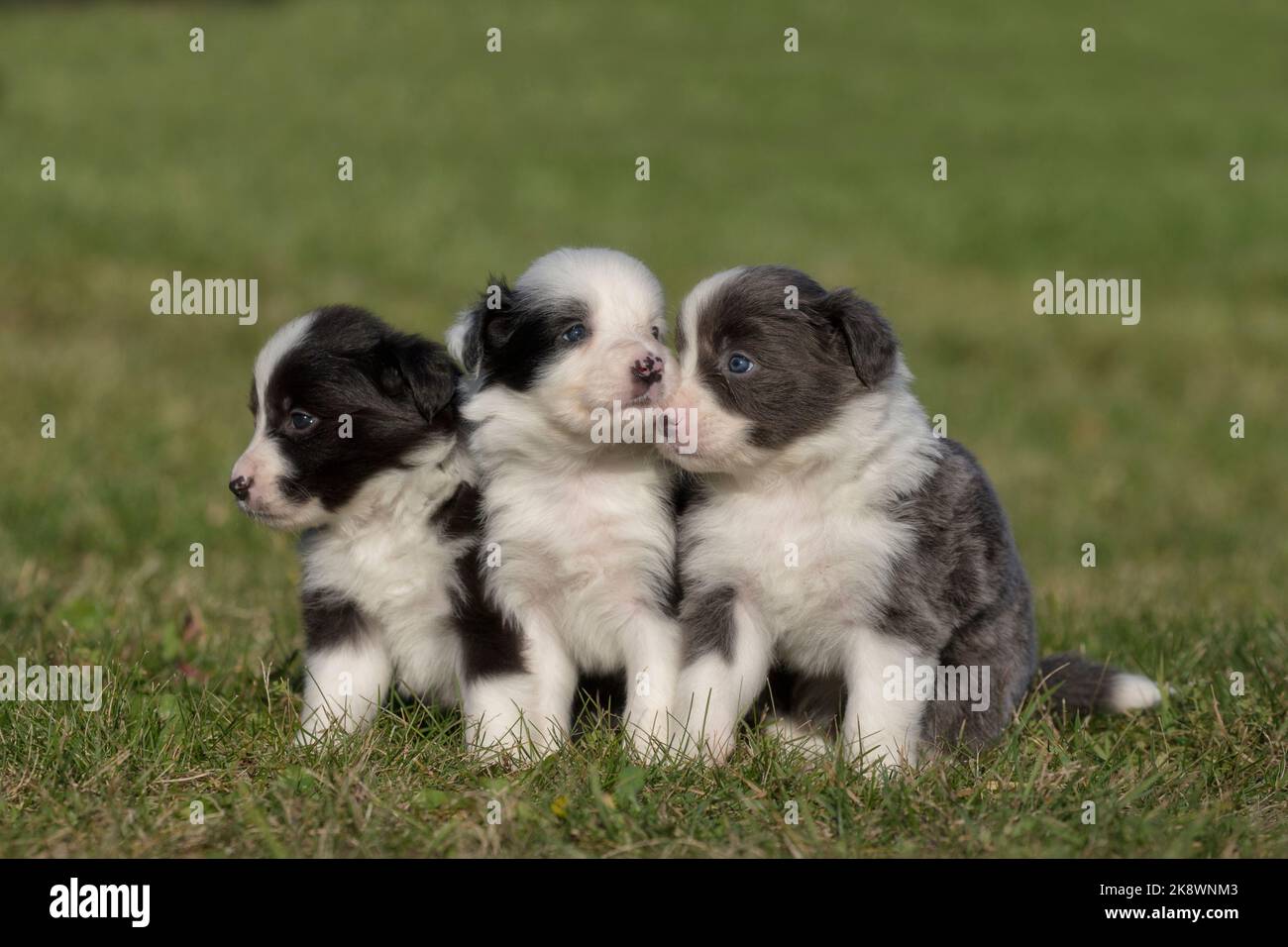 Border Collie, collane di confine di 4 settimane Foto Stock