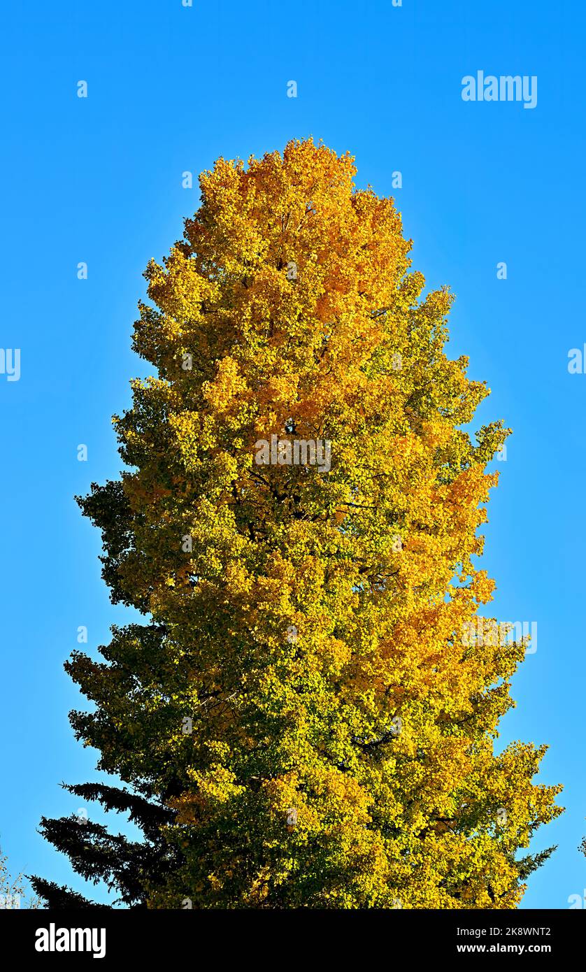 Un alto albero deciduo che cambia le sue foglie colorate dai verdi dell'estate ai luminosi gialli della caduta nella rurale Alberta Canada Foto Stock