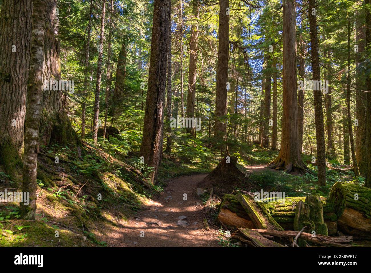 Il Cheakamus Lake Trail si snoda attraverso una lussureggiante foresta vecchia nel cuore del paesaggio naturale della Columbia Britannica. Foto Stock