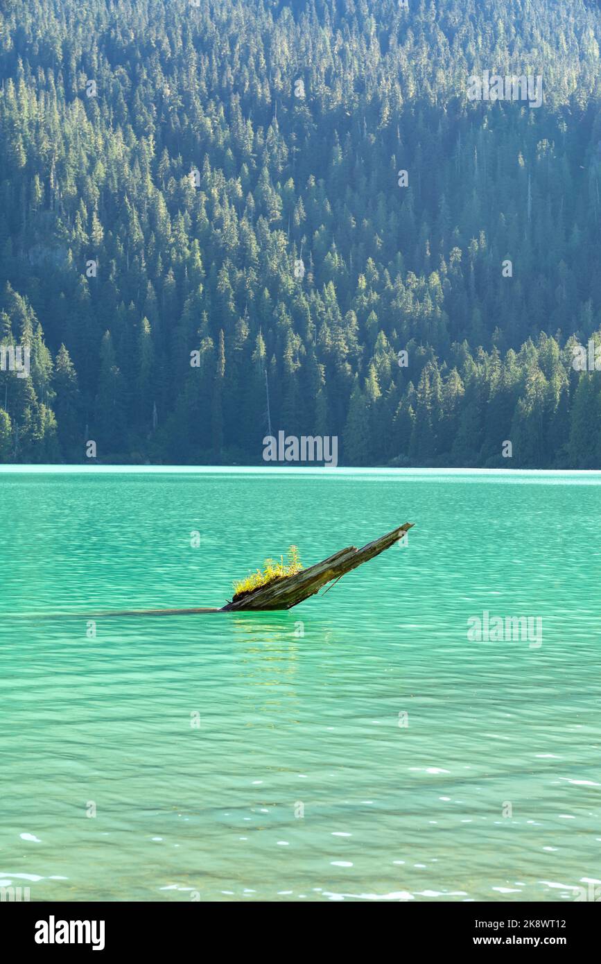 Un tronco solitario riposa nelle limpide acque turchesi del lago Cheakamus, adagiato su una fitta foresta alpina. Foto Stock