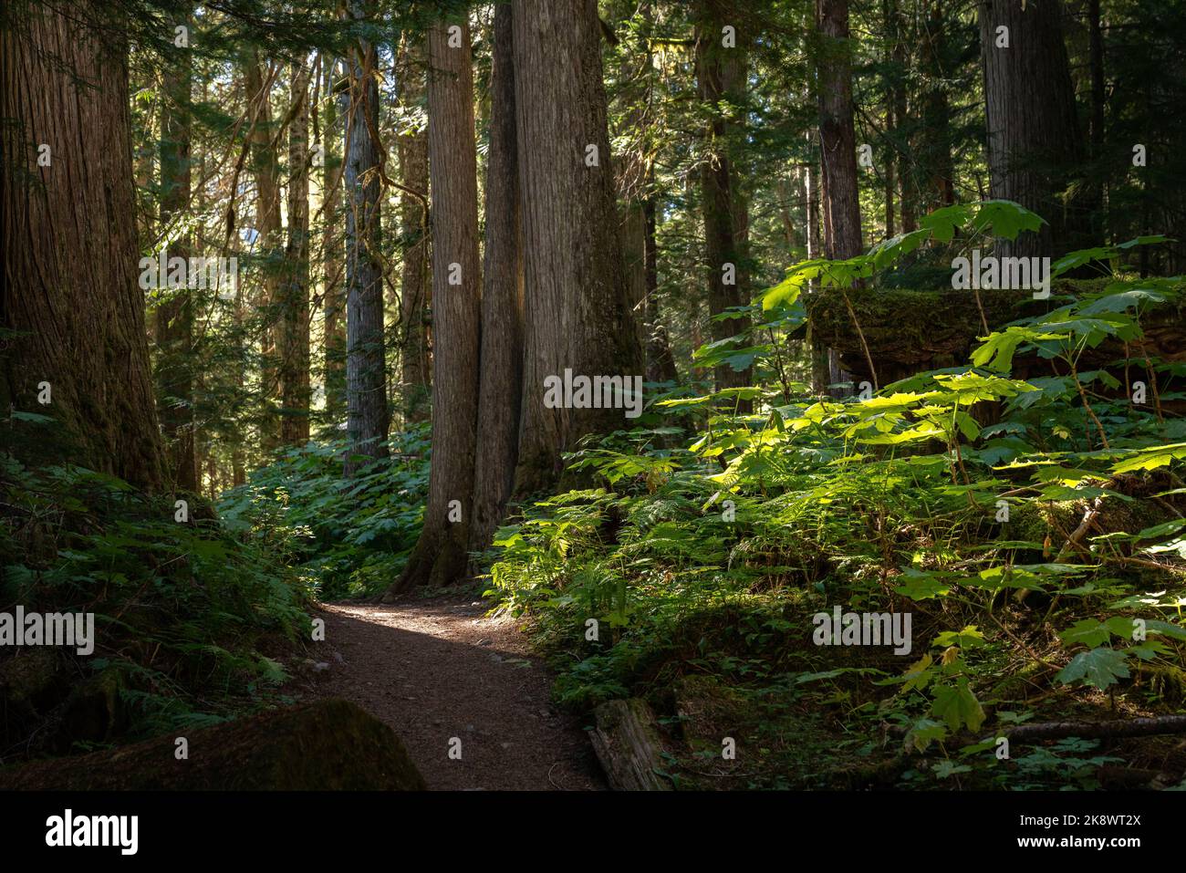 Sentiero Cheakamus sereno, abbracciato dalla vecchia crescita e dai sussurri di cedri. Foto Stock