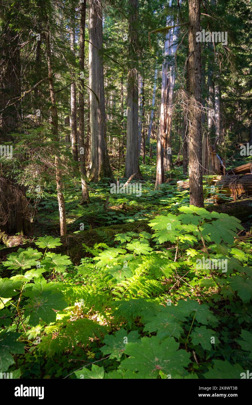 Sentiero Cheakamus sereno, abbracciato dalla vecchia crescita e dai sussurri di cedri. Foto Stock