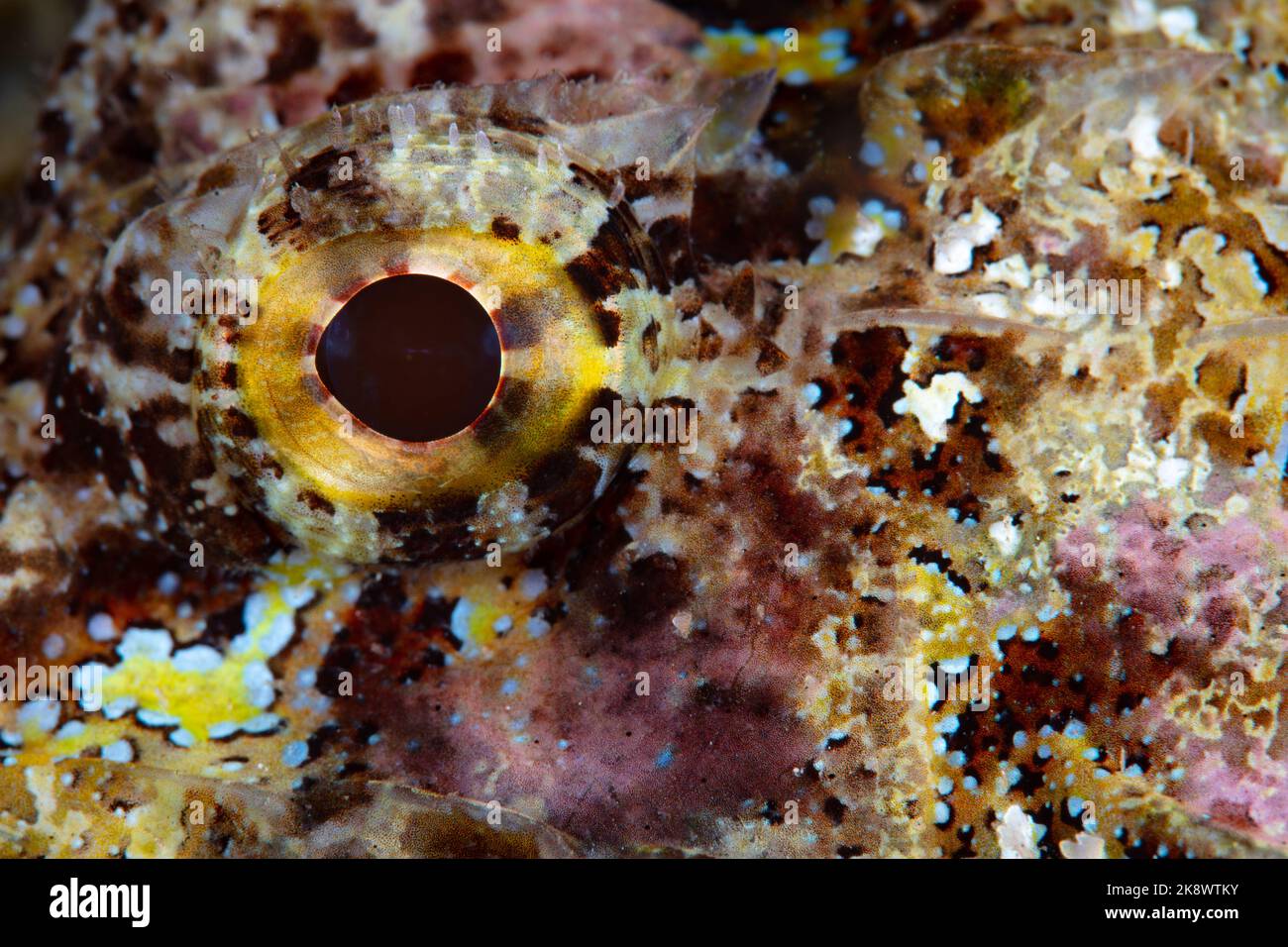 Particolare dell'occhio e della pelle mimetosta di uno scorfano, Scorpaenopsis sp., sul fondale di una barriera corallina in Indonesia. Foto Stock