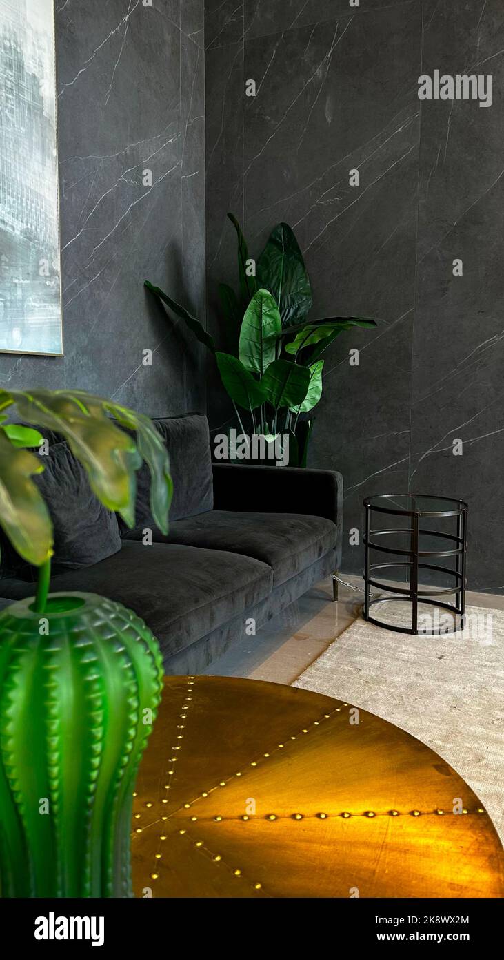 Ficus all'interno di un appartamento grigio scuro. Foto vera Foto Stock