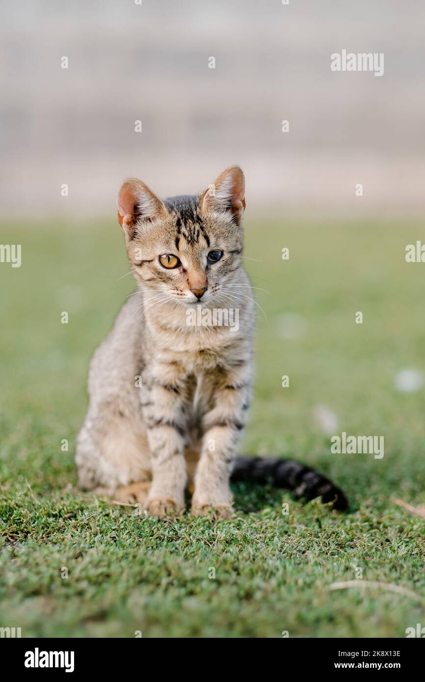un piccolo gattino siede sull'erba, con un occhio cieco. Seduti all'aperto sull'erba in estate. Concetto di animali portatori di handicap. Isolato, nessuna gente Foto Stock