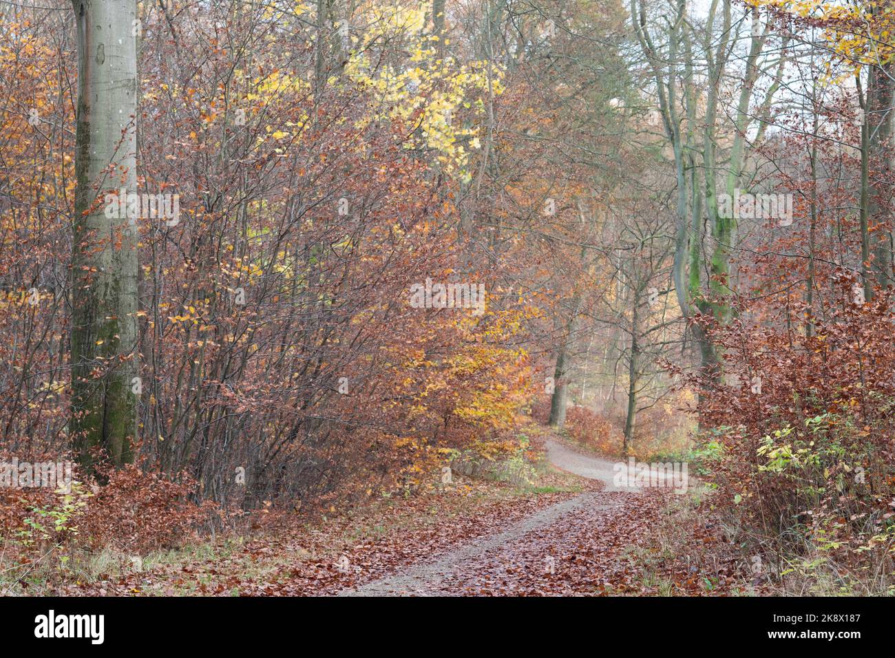 Rudeskov foresta in Danimarca in autunno 2020 fucilato con tilt e turn lente Foto Stock
