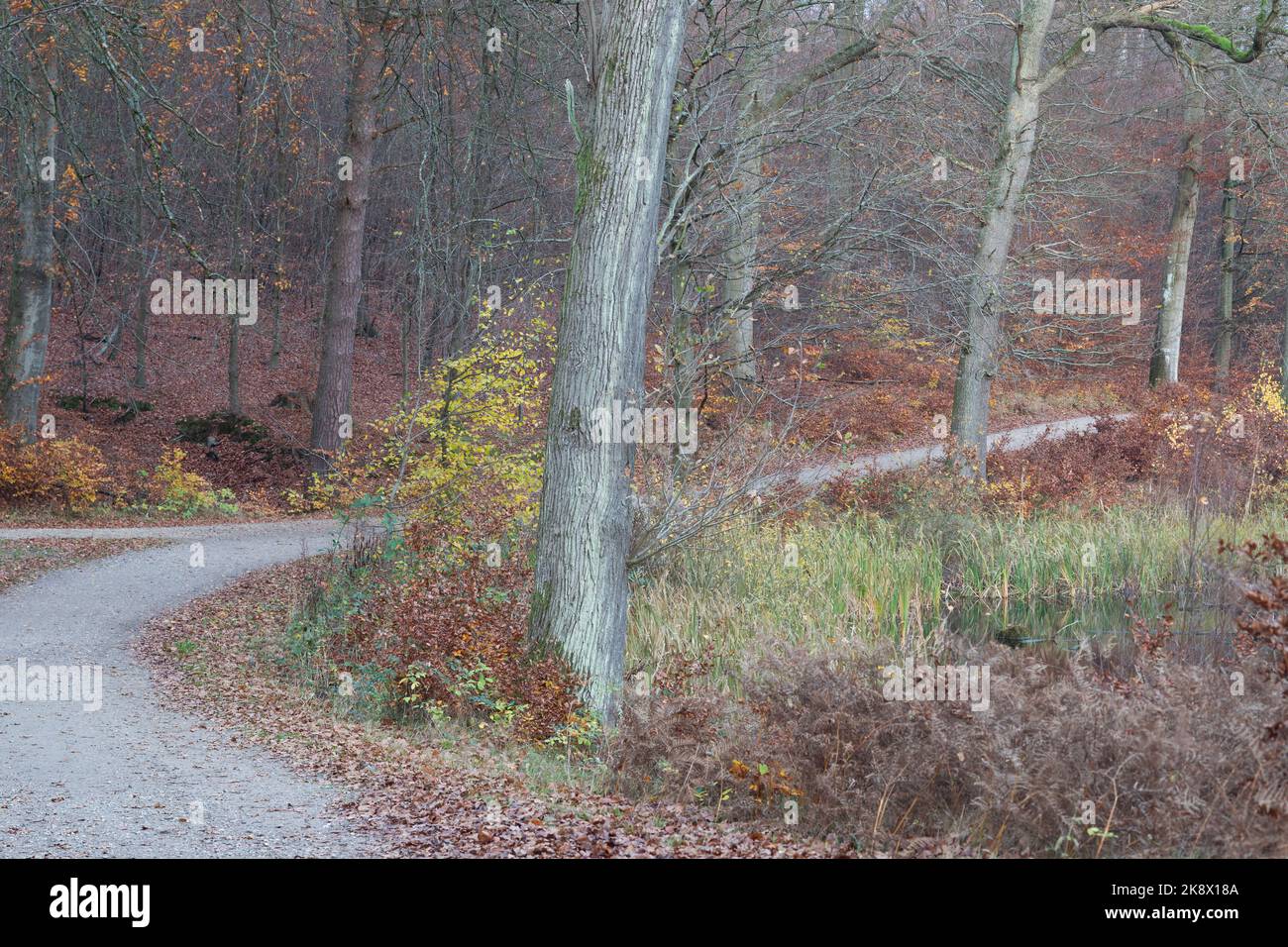 Rudeskov foresta in Danimarca in autunno 2020 fucilato con tilt e turn lente Foto Stock