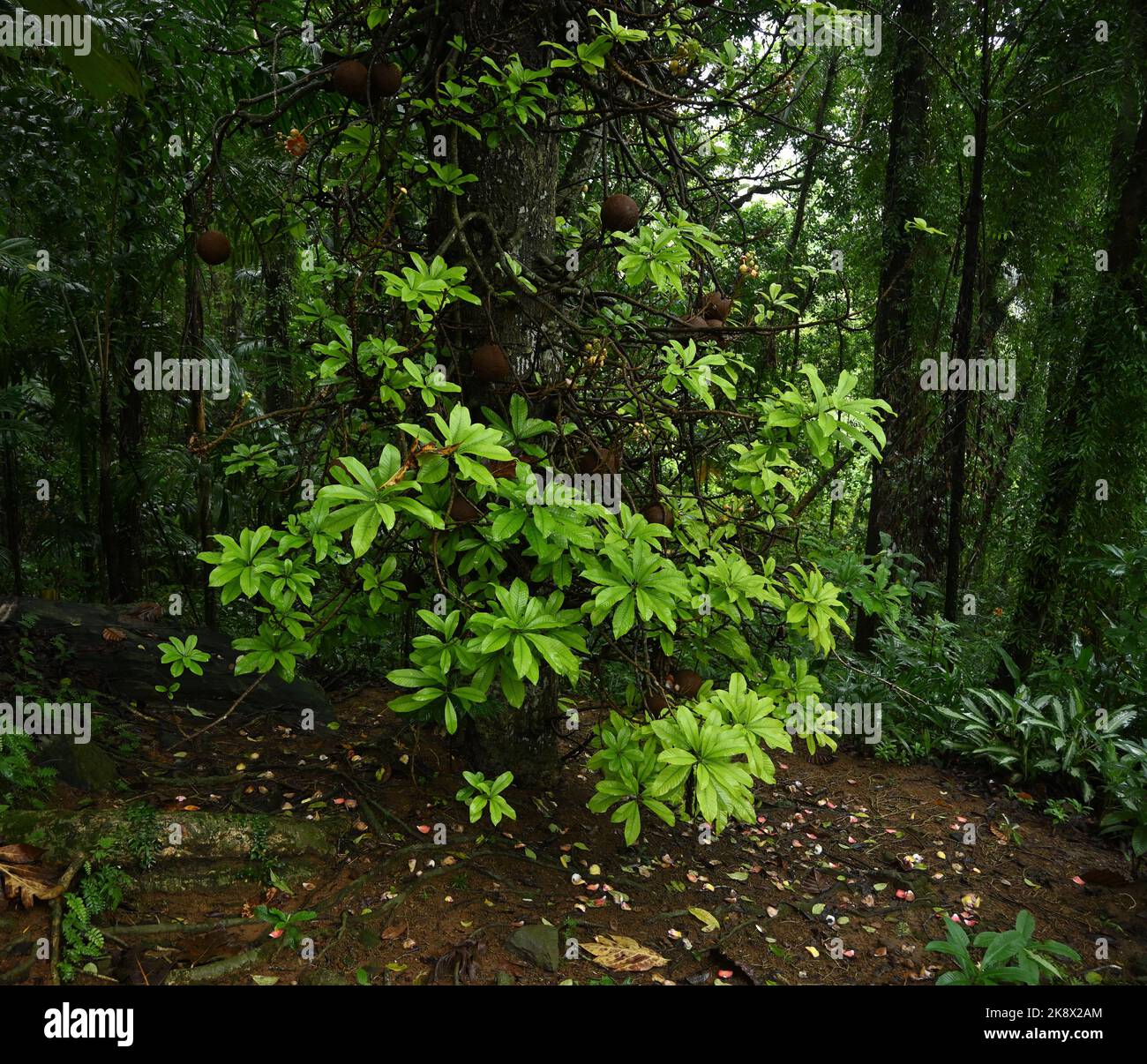 Vista dal suolo di un albero di palla di cannone (Couroupita Guianensis) con abbondanza di foglie verdi fresche e frutta sul tronco. Foto Stock