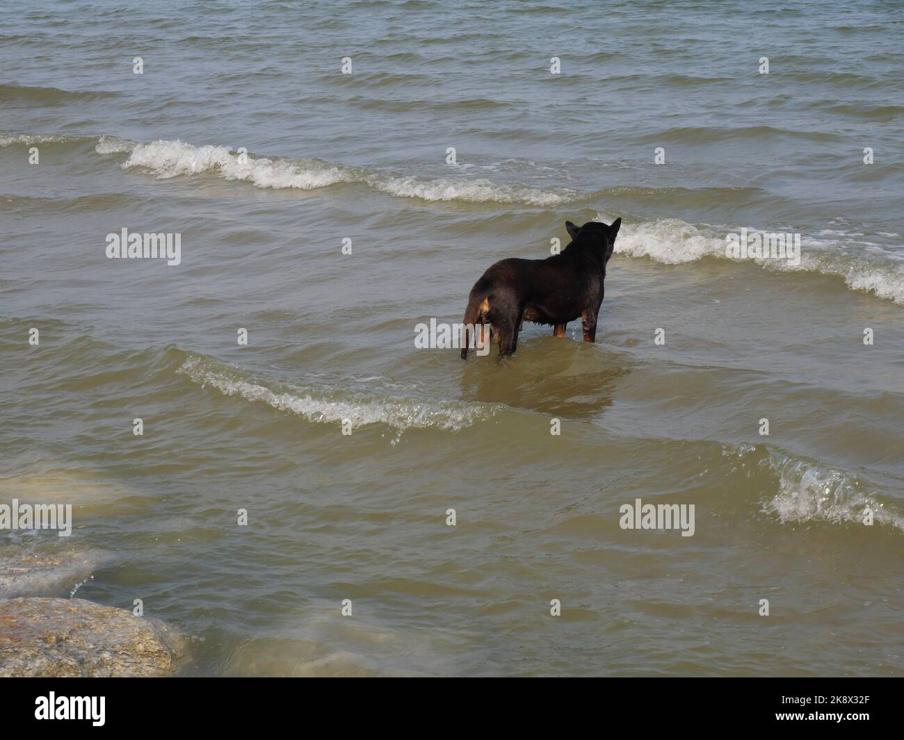 Cane nero in piedi e camminare in mare con l'onda d'acqua spruzzi, il vecchio e solitario animale domestico Foto Stock