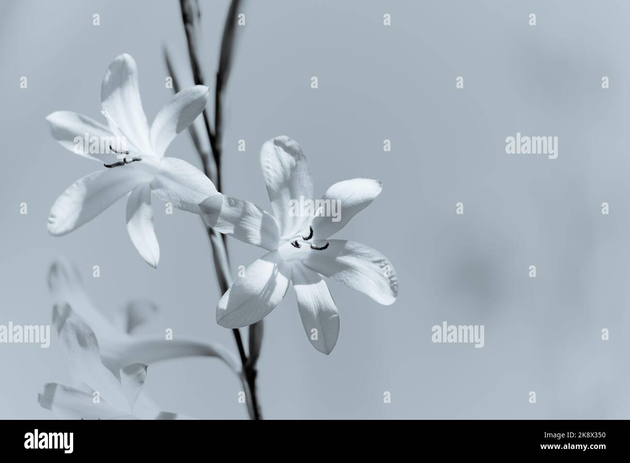 lunghi gambi delicati fiori che catturano la luce del sole. Foto Stock