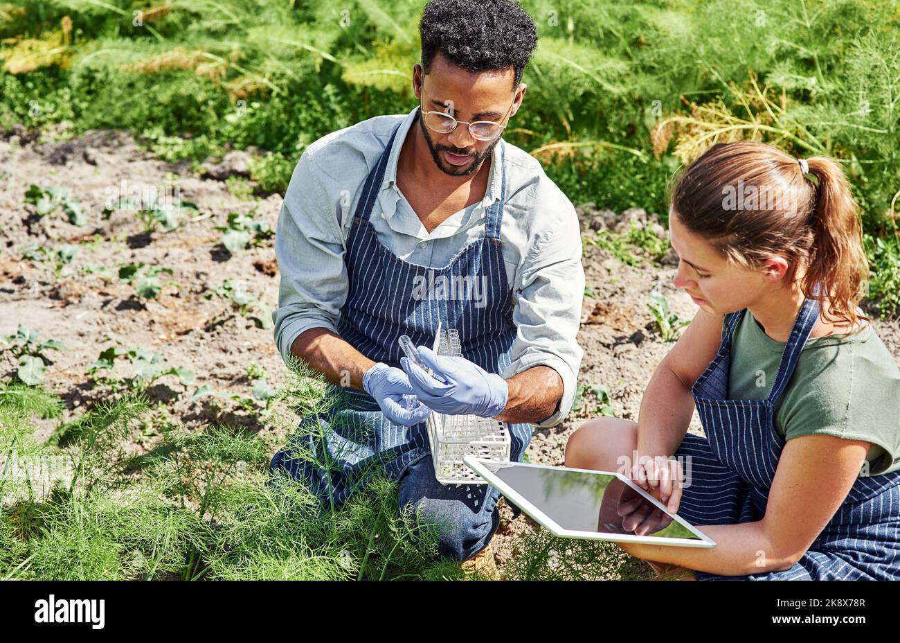 Questo aiuterà le nostre colture a crescere più grandi e più sane. Due giovani botanici che usano una tavoletta digitale mentre concimano colture e piante all'aperto in una fattoria. Foto Stock