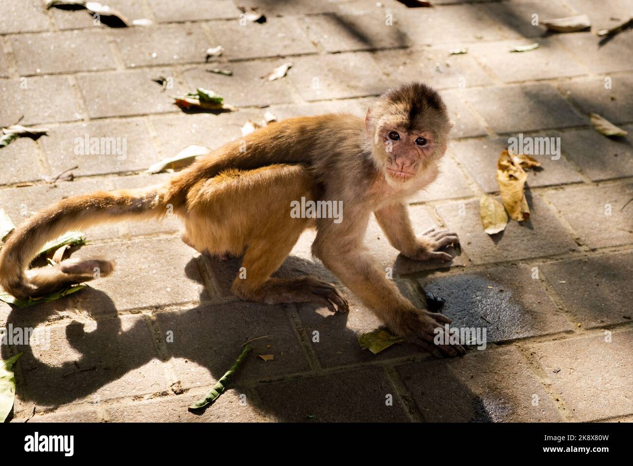 Una giovane scimmia cappuccina che guarda la macchina fotografica in modo espressivo sulla strada Foto Stock
