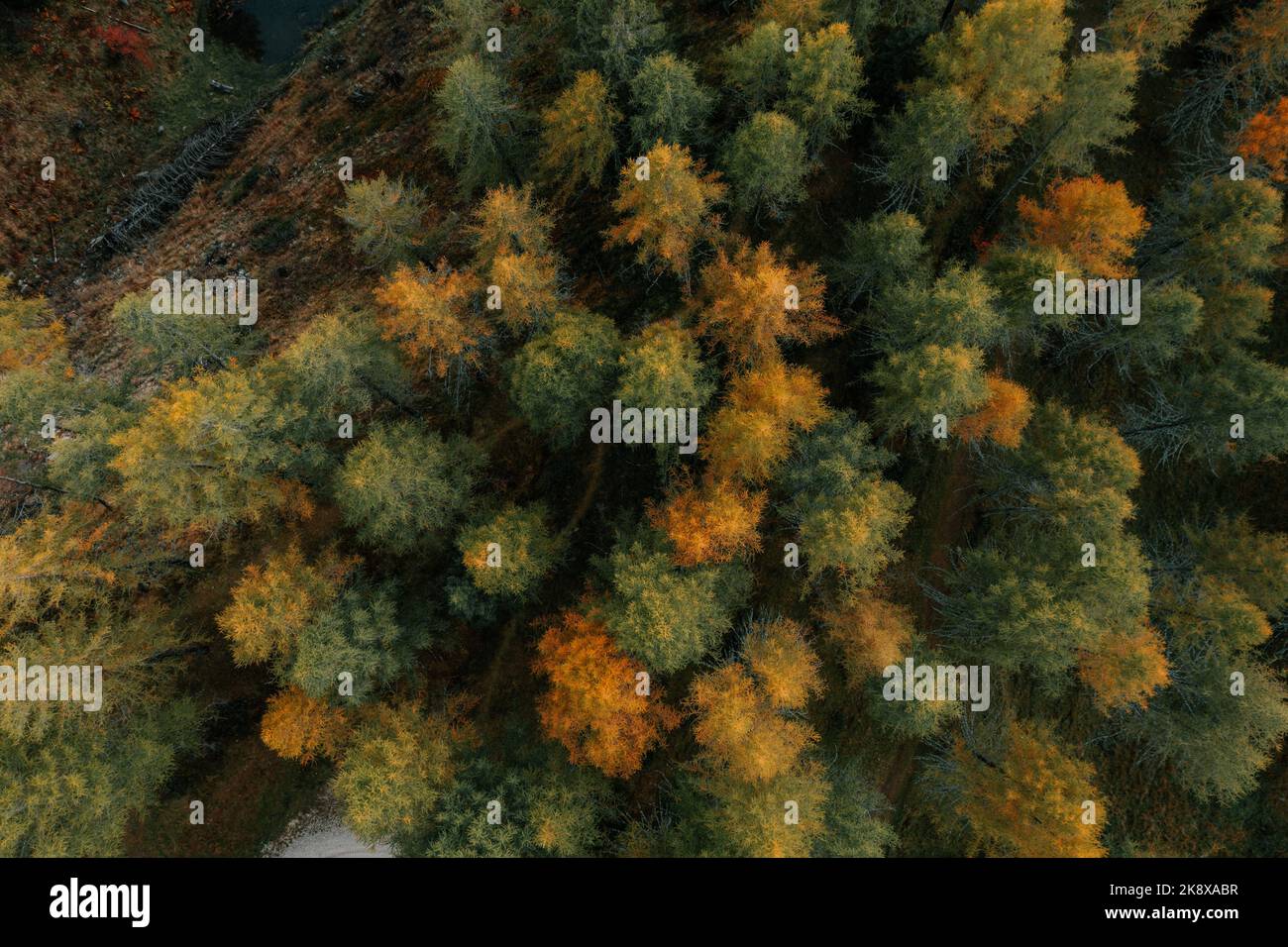 Ein wunderschöner Bunter Wald im Herbst aus der Vogelperspektive. Foto Stock