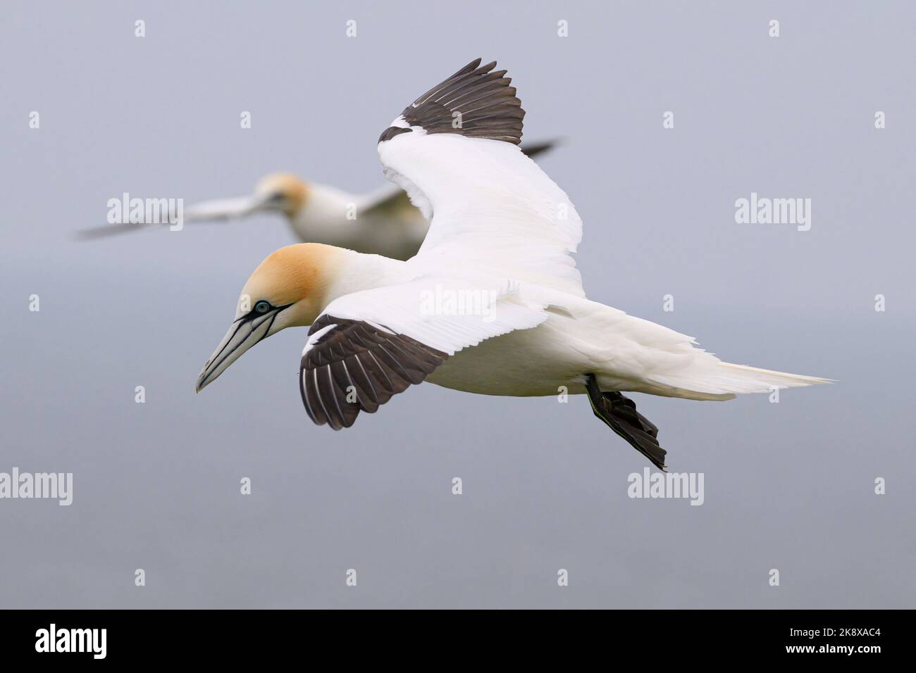 Gannet Settentrionale, Gannet, Morus fagiano, uccelli adulti che si aggirano sulla scogliera RSPB scogliere di Bempton Aprile Foto Stock