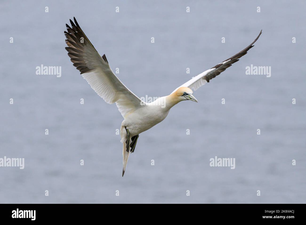 Gannet settentrionale, Gannet, Morus fagiano, adulto che entra in terra RSPB scogliere Bempton aprile Foto Stock