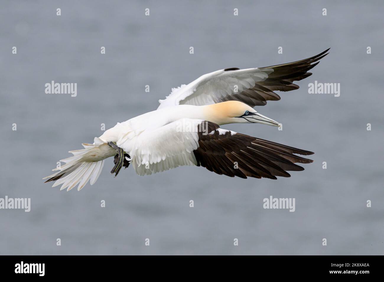 Gannet settentrionale, Gannet, Morus fagiano, adulto in volo RSPB scogliere di Bempton aprile Foto Stock