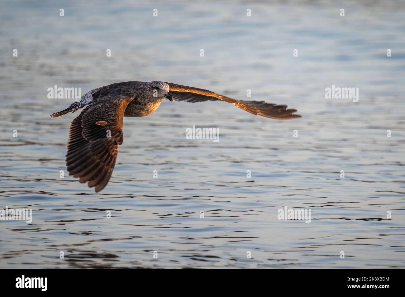 Gabbiano nero in volo all'alba. Foto Stock