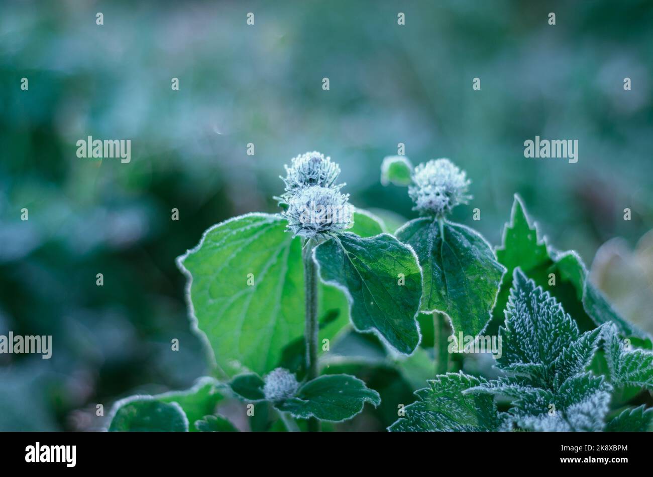 Il primo ottobre gelo su fiori selvatici all'alba. Foto Stock