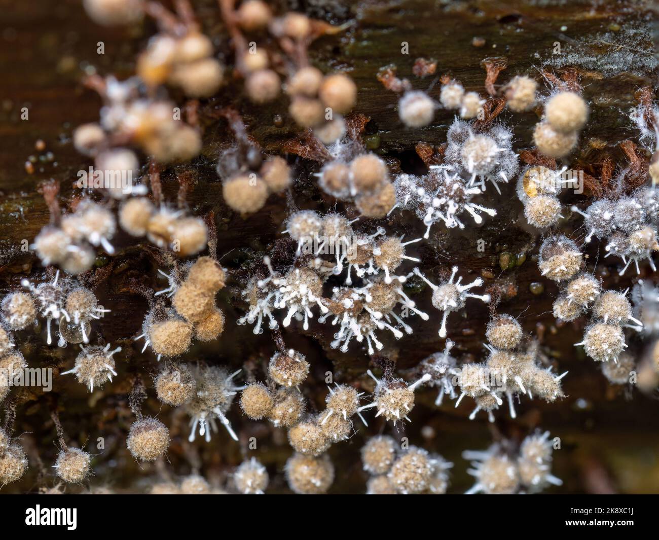 Primo piano macrospo di fungo parassita, Polycephalomyces tomentosus crescere su Trichia muffa di calce, muffa. Devon, Regno Unito. Foto Stock