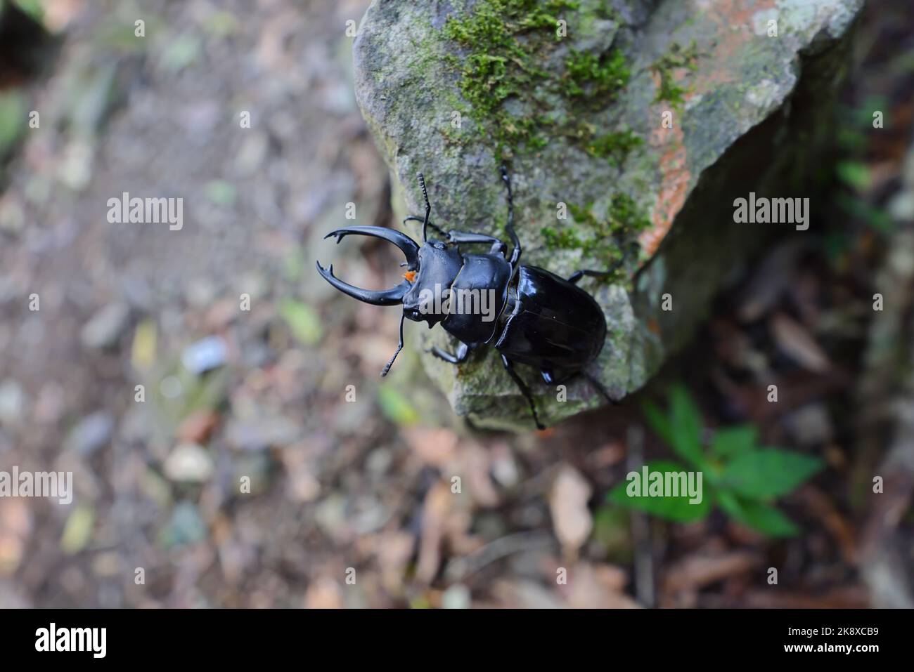 Coleotteri di cervo, un gruppo di circa 1.200 specie di coleotteri della famiglia Lucanidae Foto Stock