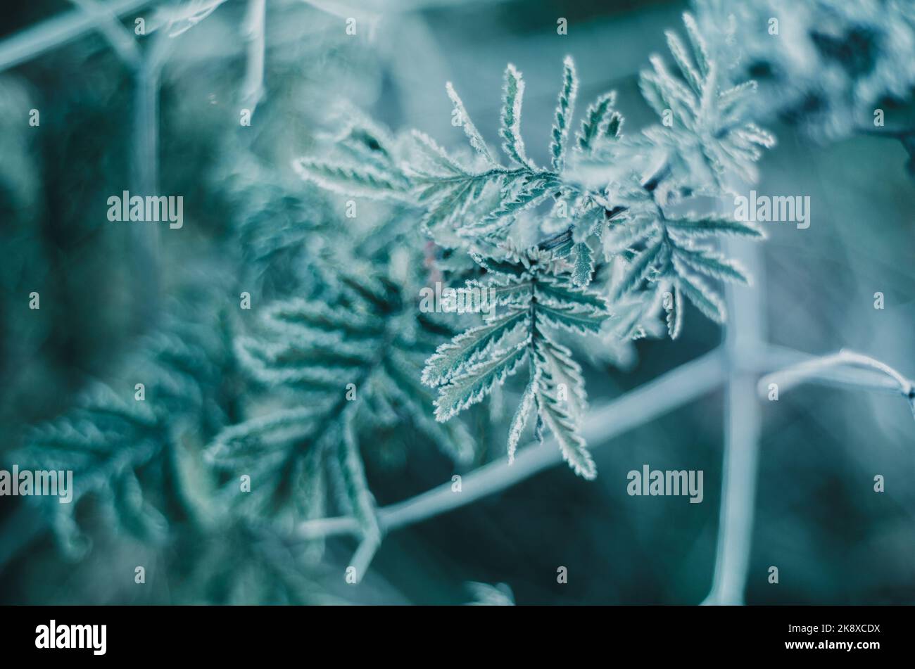 Cristalli artistici di gelo sui rami con foglie verdi Foto Stock