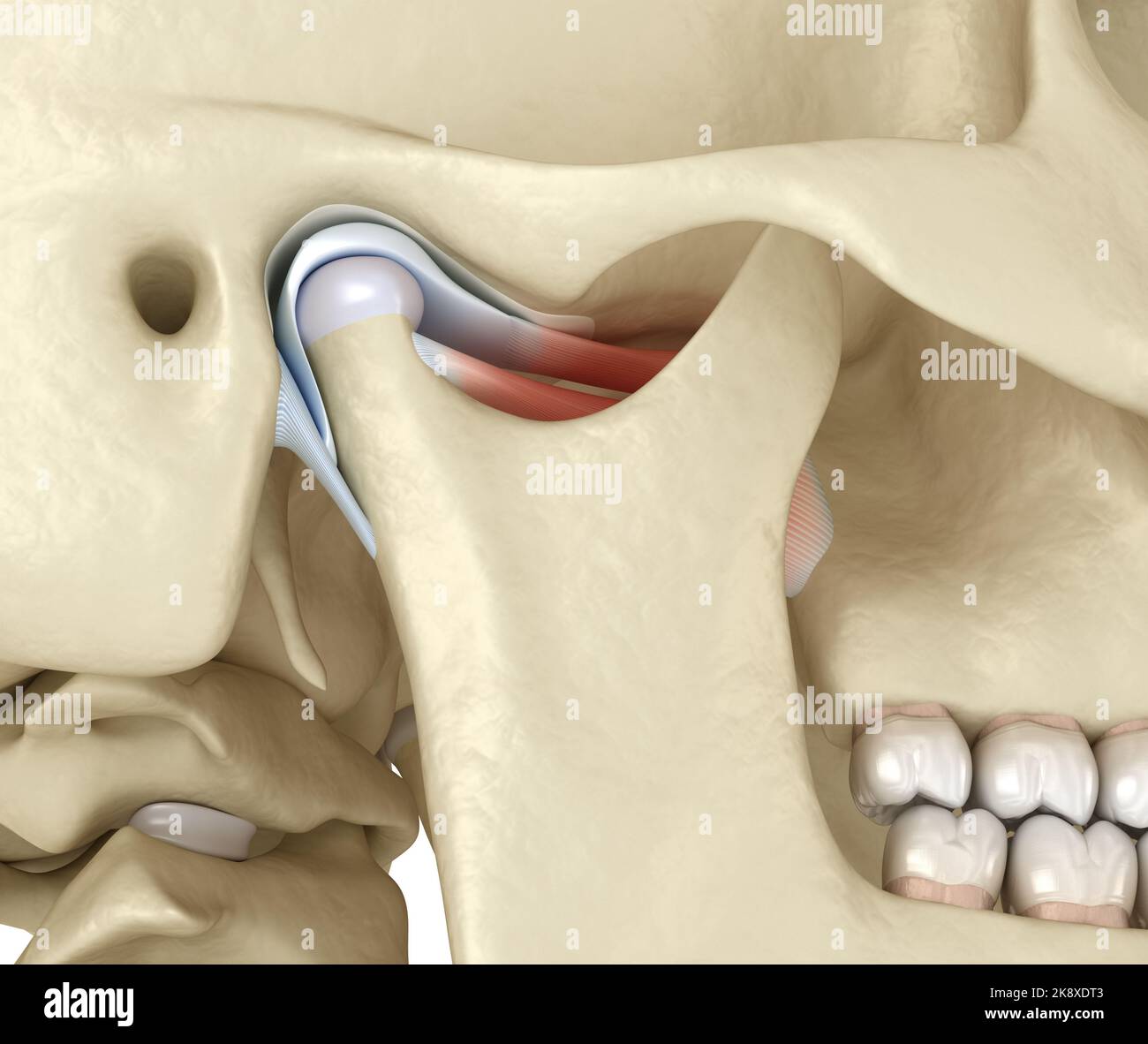 TMJ: Le articolazioni temporomandibolari. Anatomia di occlusione sana. Illustrazione 3D accurata dal punto di vista medico del concetto di denti umani e protesi dentarie Foto Stock