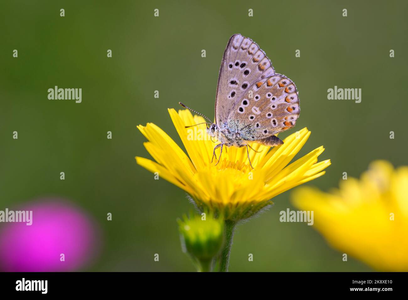 La farfalla blu di Adonis, - Polyommatus bellargus - che riposa su un fiore dell'occhio di bue - Buphthalmum salicifolium Foto Stock