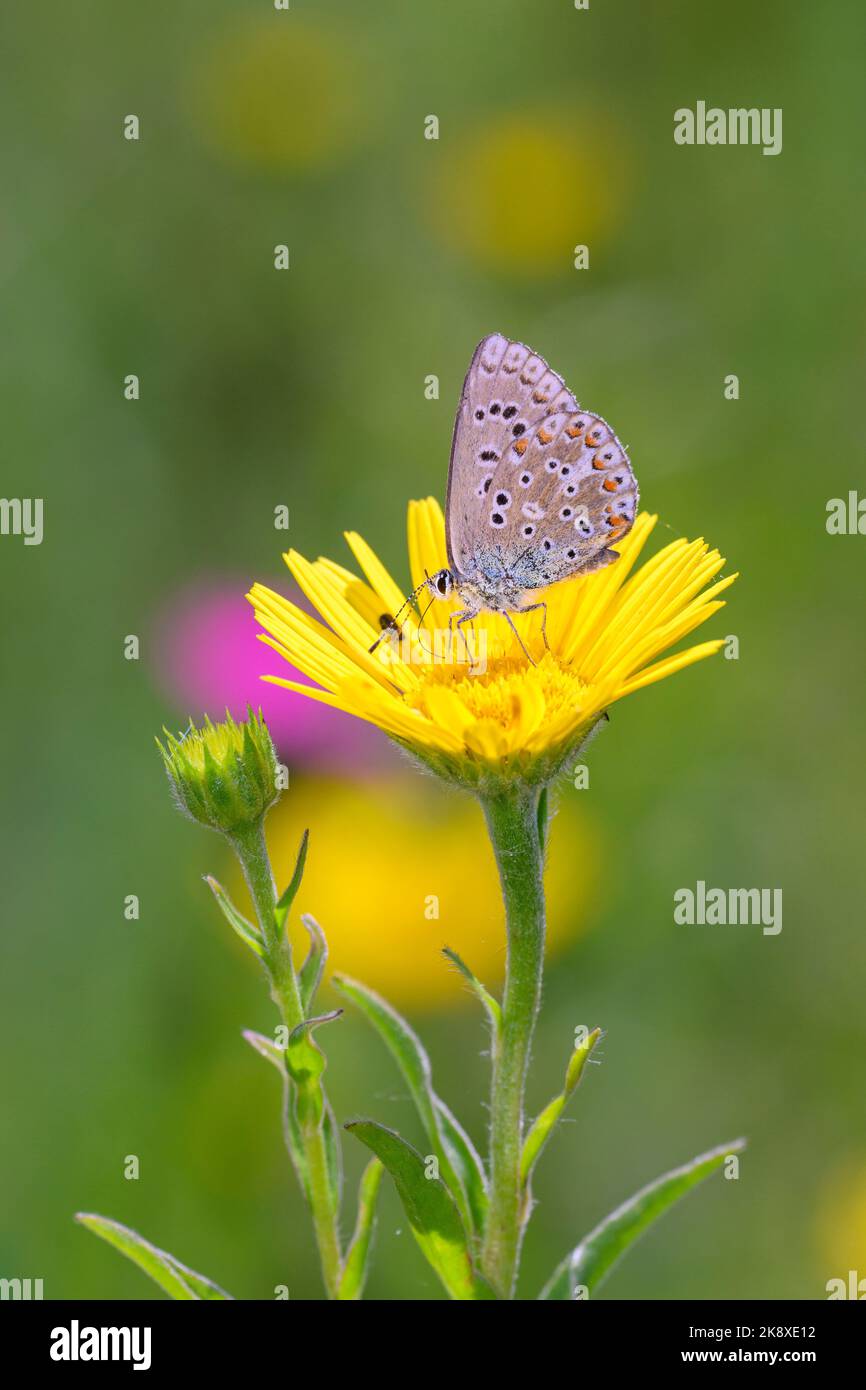 La farfalla blu di Adonis, - Polyommatus bellargus - che riposa su un fiore dell'occhio di bue - Buphthalmum salicifolium Foto Stock