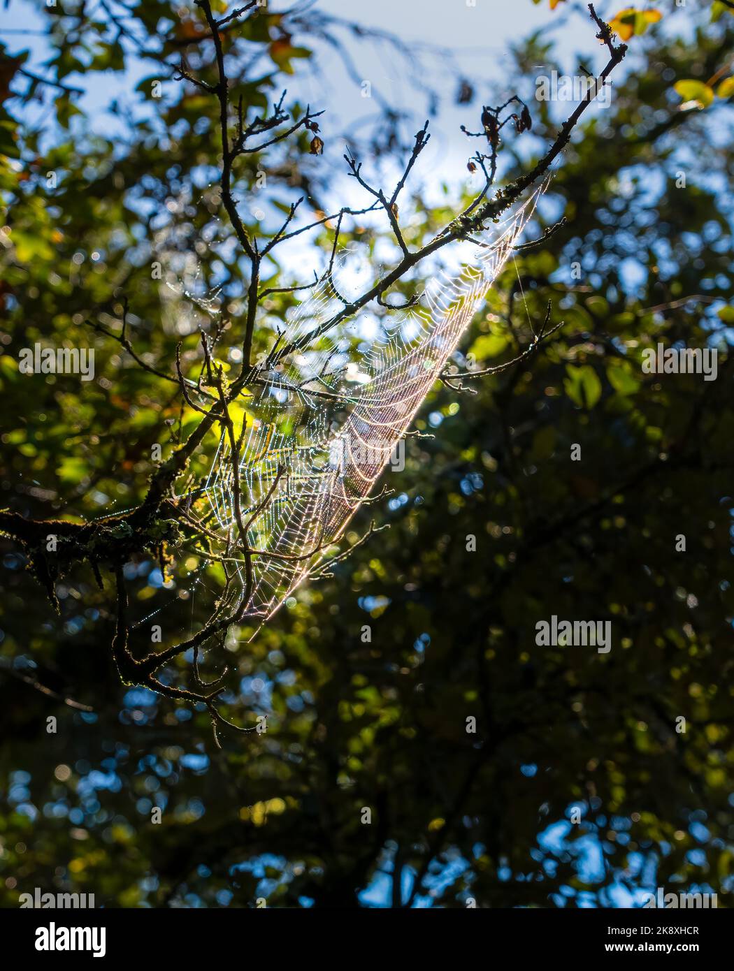 Un ragnatela di ragno del giardino (Araneus diadematus) che glistening con la rugiada del mattino Wiltshire Regno Unito Foto Stock