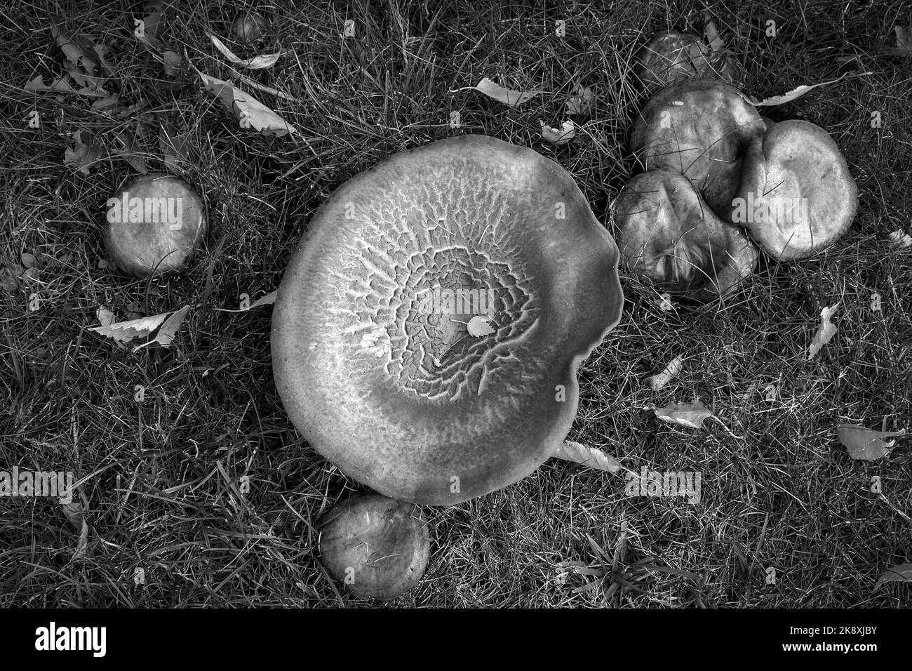 Funghi con foglie autunnali in bianco e nero Foto Stock