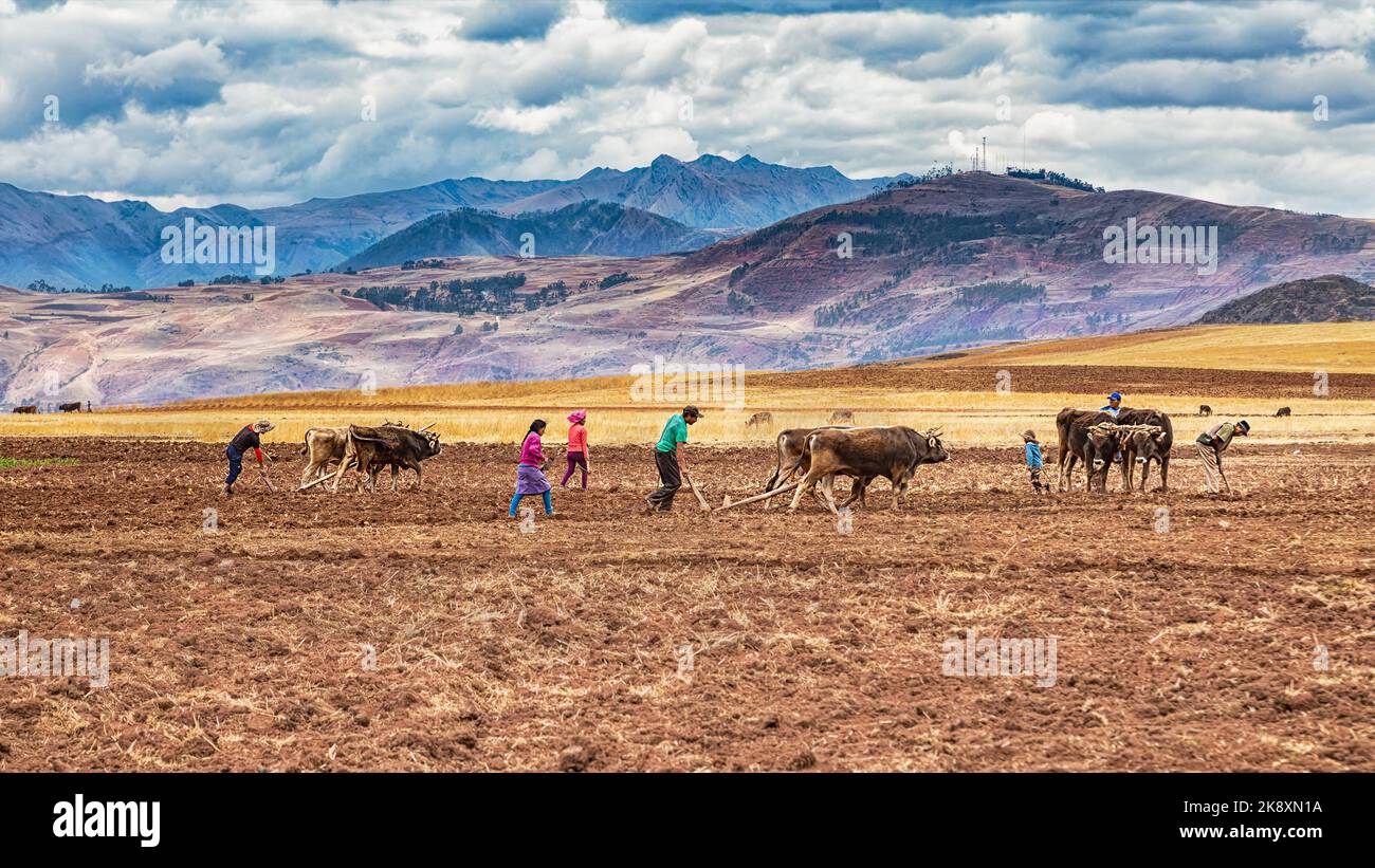 Maras, Urubamba, Perù - 01 ottobre 2022: Una famiglia nelle Ande peruviane che coltivano il loro campo con l'aiuto di aratri a bue tradizionali. Tutti nella fa Foto Stock