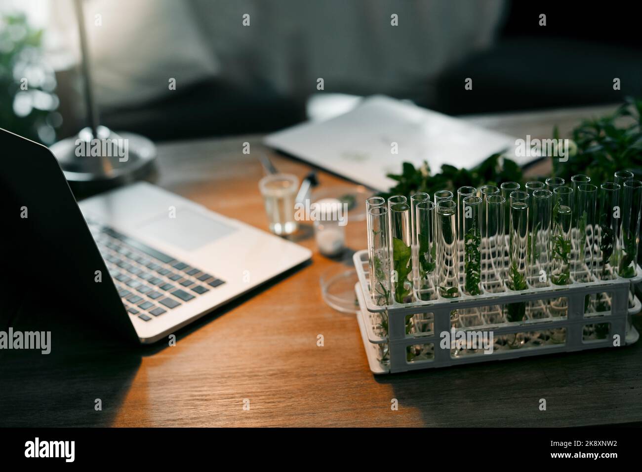 Piante hydroponic cresciute possono crescere tutto l'anno. Ancora vita ripresa di un computer portatile e piante idroponiche in vasi di vetro all'interno di un ufficio botanici. Foto Stock