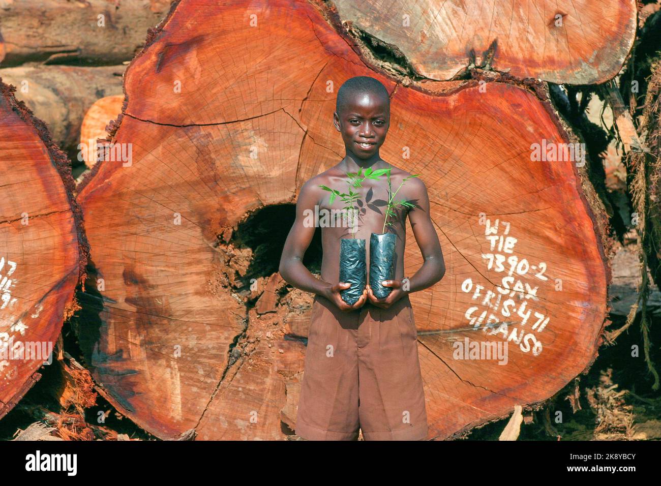 Ghana, Samreboi. Ragazzo con albero giovane di fronte a alberi enormi sul giardino di lumberyard. La segheria di Samartex ha un programma di reimpianto e questo scolaro è ta Foto Stock