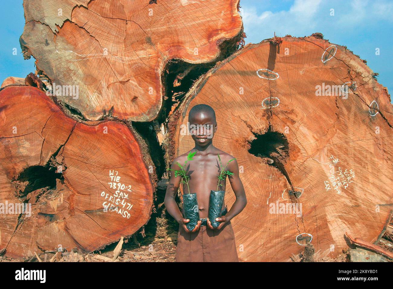 Ghana, Samreboi. Ragazzo con giovani piantine di albero di fronte a grandi tronchi di albero sul lumberyard. La segheria di Samartex ha un programma di reimpianto e questo Foto Stock