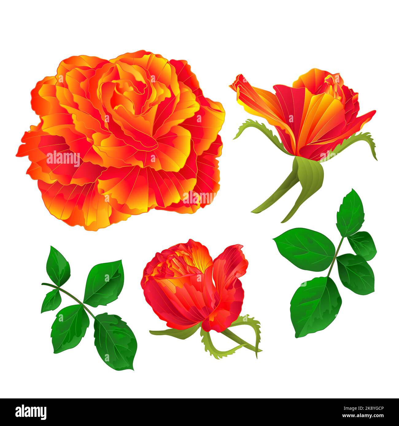 Fiore arancio rosa e boccioli vintage su uno sfondo bianco impostare prima illustrazione vettoriale modificabile disegno a mano Illustrazione Vettoriale