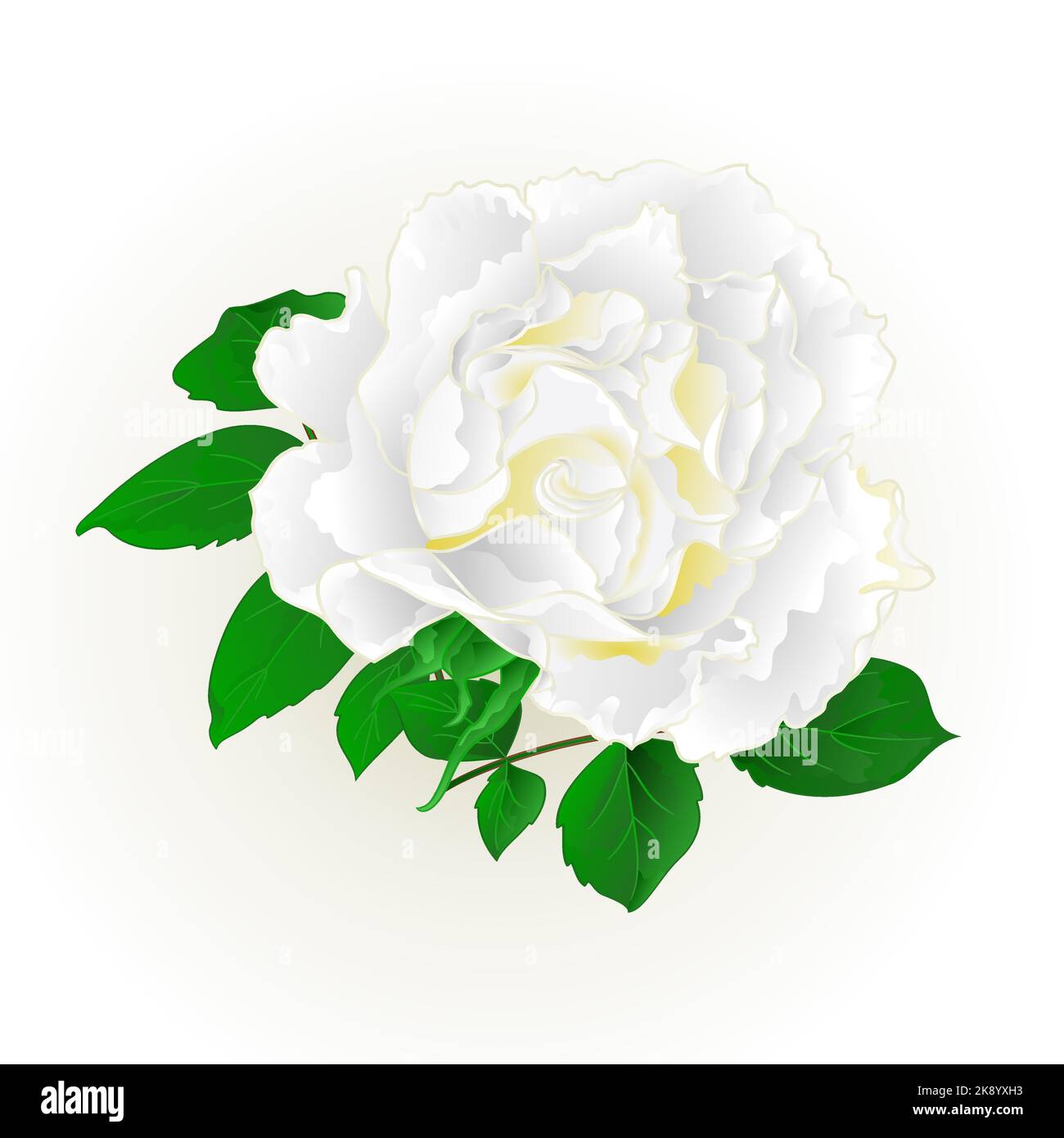 Rosa bianca e foglie vintage festive sfondo vettoriale illustrazione editabile disegno a mano Illustrazione Vettoriale