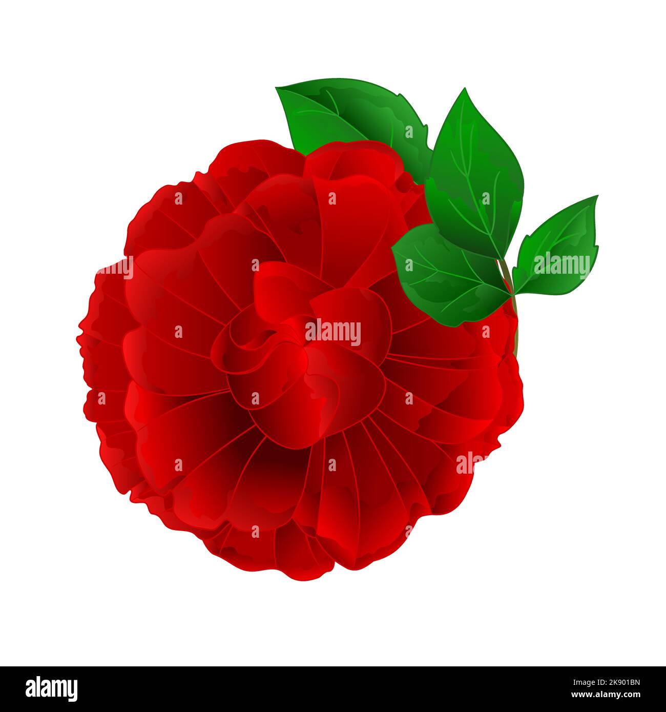 Rosa Viola fiore e foglie vintage vettore illustrazione modificabile disegno a mano Illustrazione Vettoriale