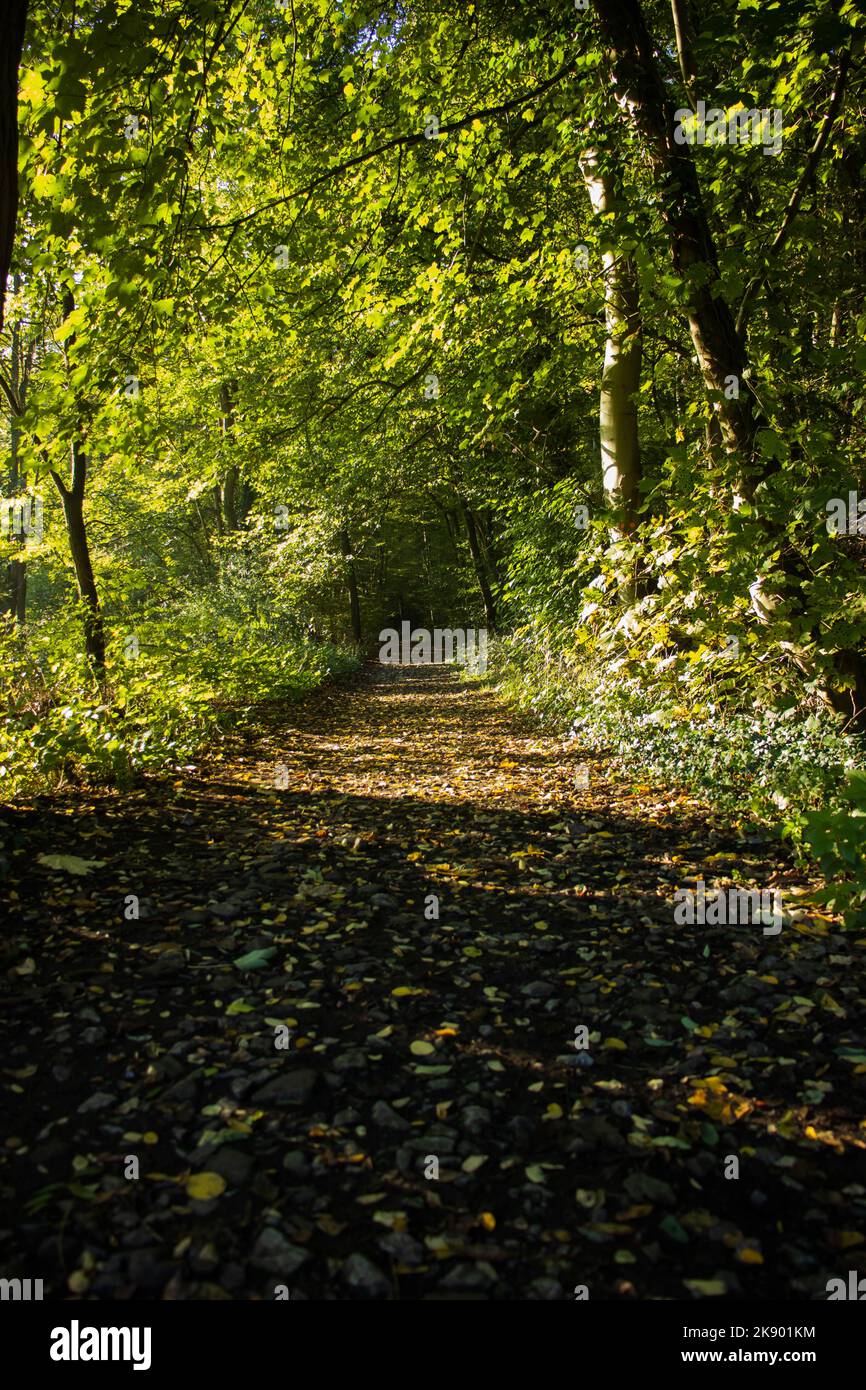 Petit sentier dans les bois recouvert de feuilles en automne Foto Stock