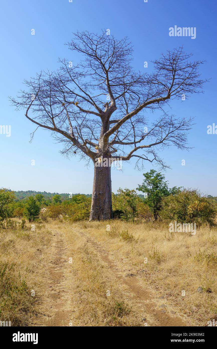 Baobab Tree (Adansonia digitale) Cascate Vittoria, Zimbabwe, Africa Foto Stock