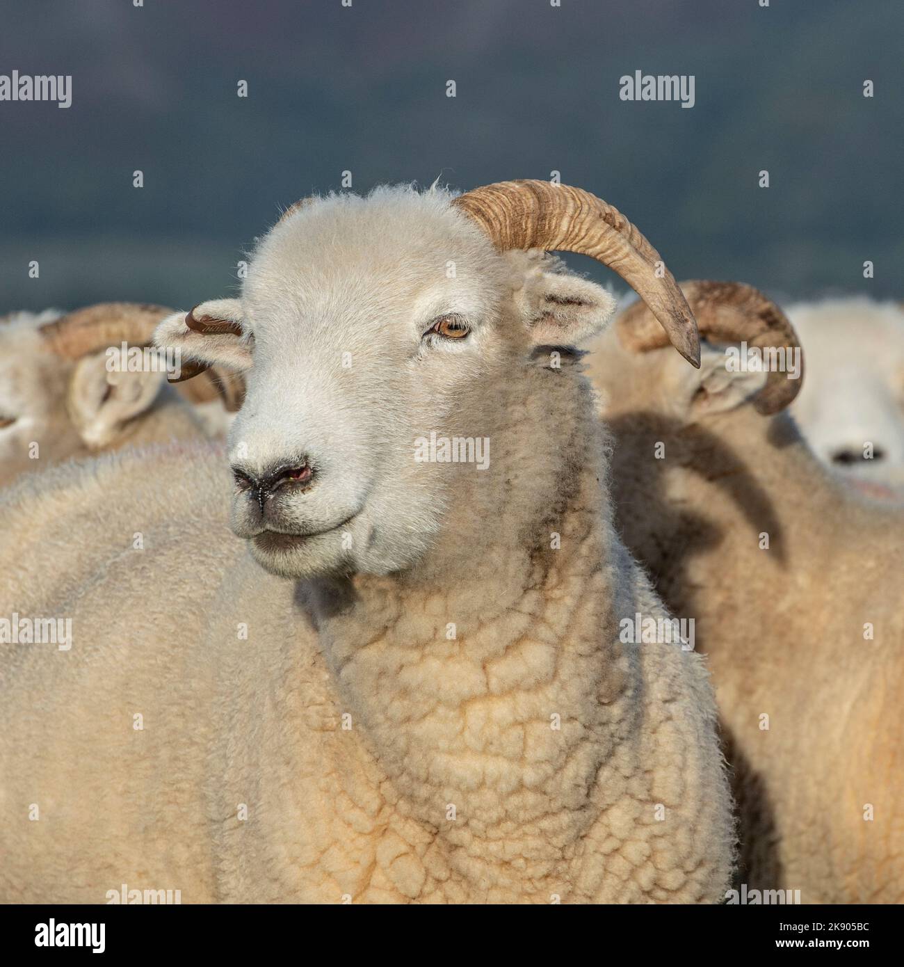 Exmoor corno pecora Foto Stock