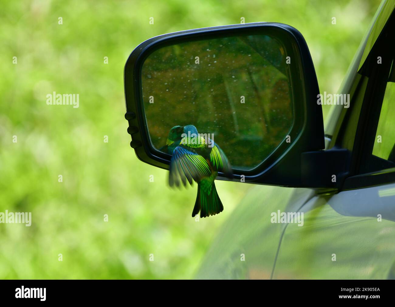 Tanager a testa verde (Tangara seledon) lotta con il proprio riflesso nello specchio laterale di una vettura Foto Stock