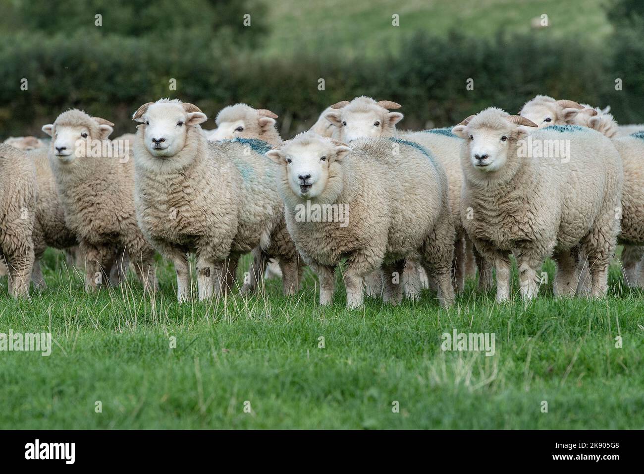 Mandria di pecore Exmoor Horn Foto Stock
