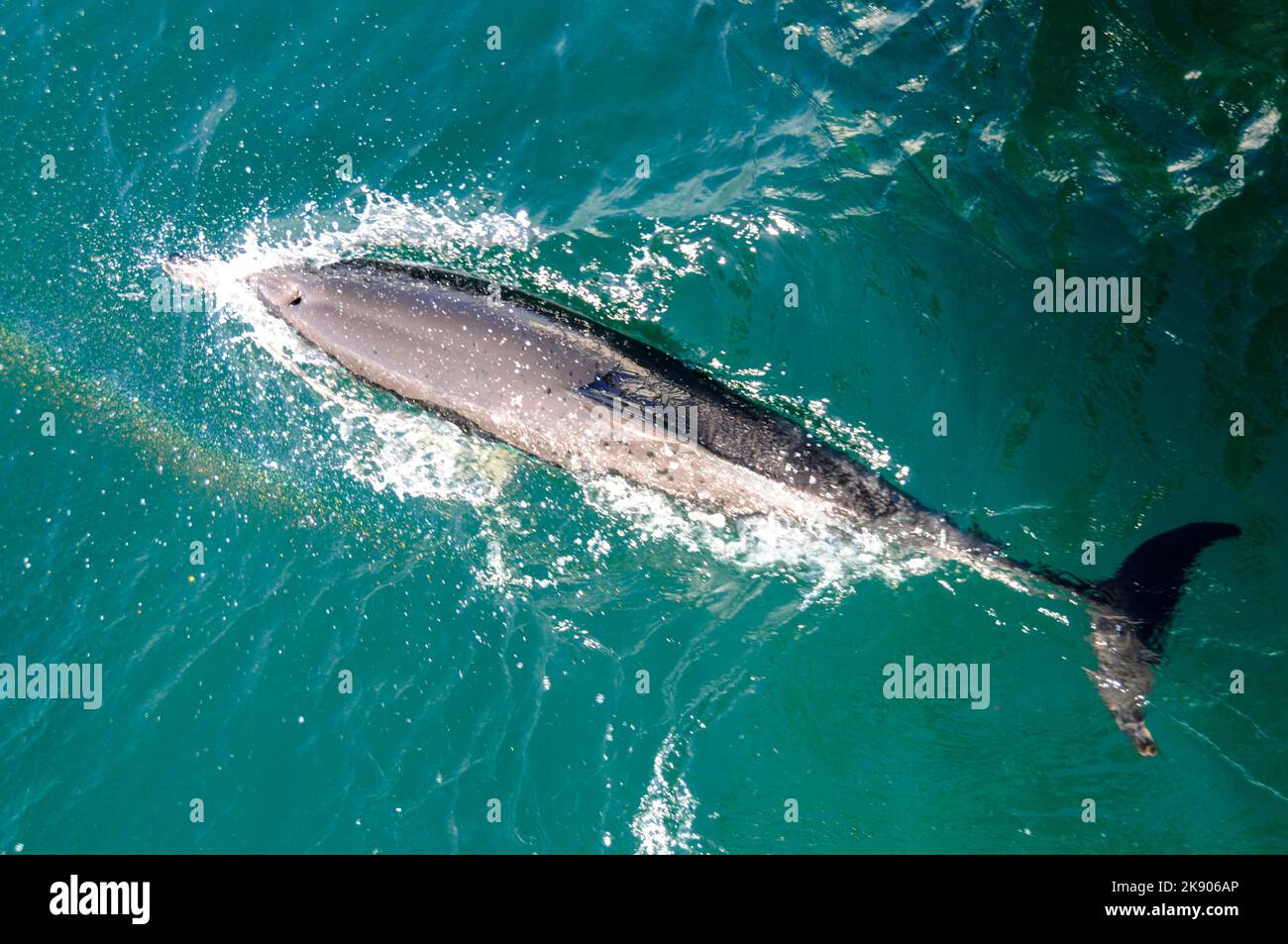 Un Delfino comune nel Golfo di Hauraki vicino ad Auckland sull'Isola del Nord in Nuova Zelanda Foto Stock