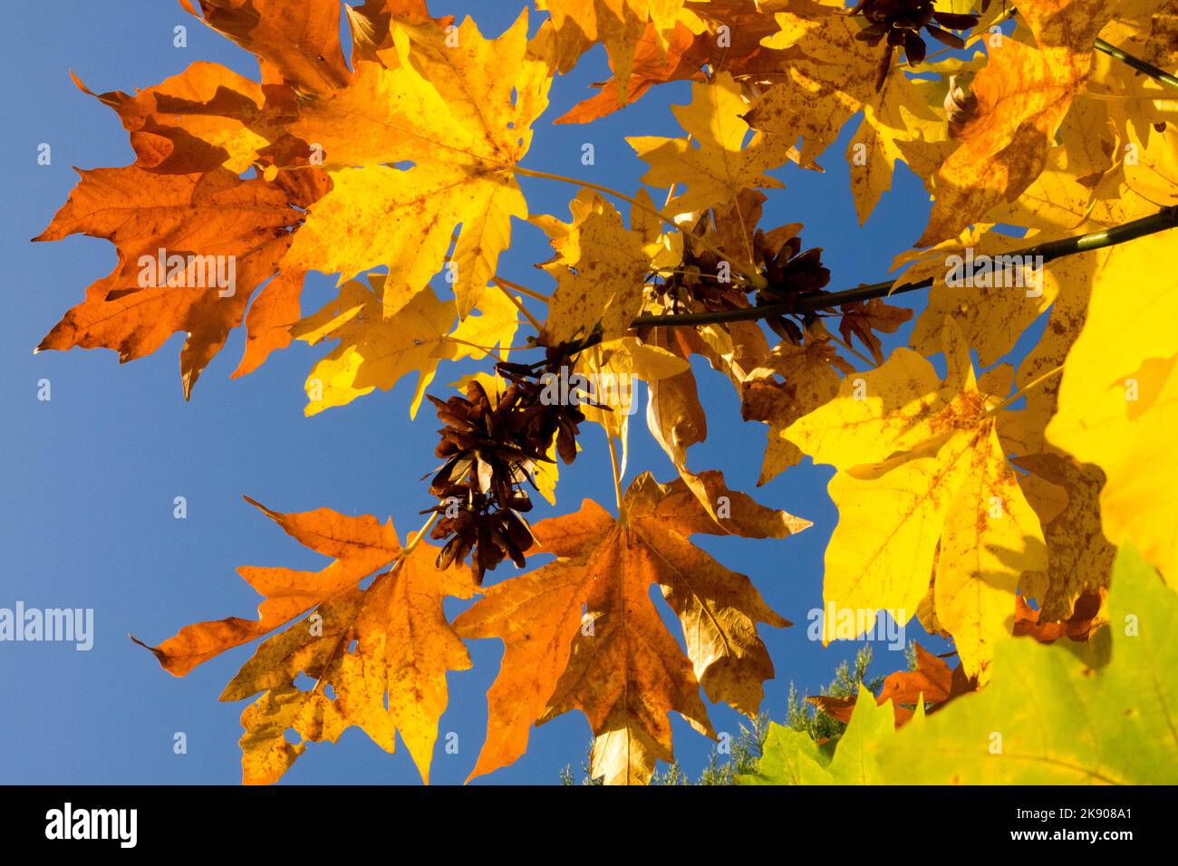 Acero di Bigleaf, Autunno, Acer macrophyllum, foglie, giallo contro cielo blu colore caduta Foto Stock