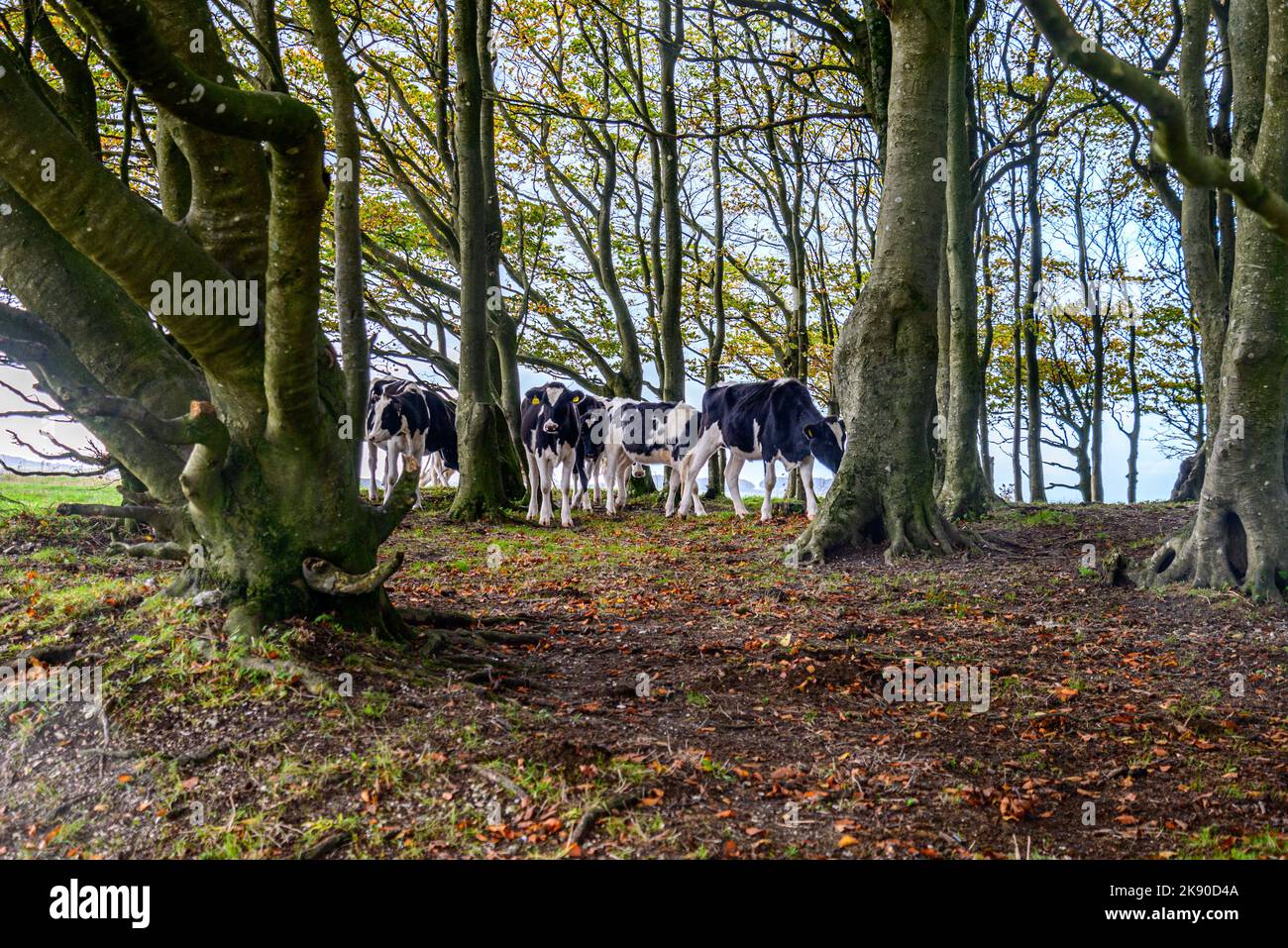 Mucche negli alberi alla cima di Win Green Down, gestito dal National Trust (libero di entrare), il punto più alto su Cranborne Chase, Wiltshire, Regno Unito Foto Stock
