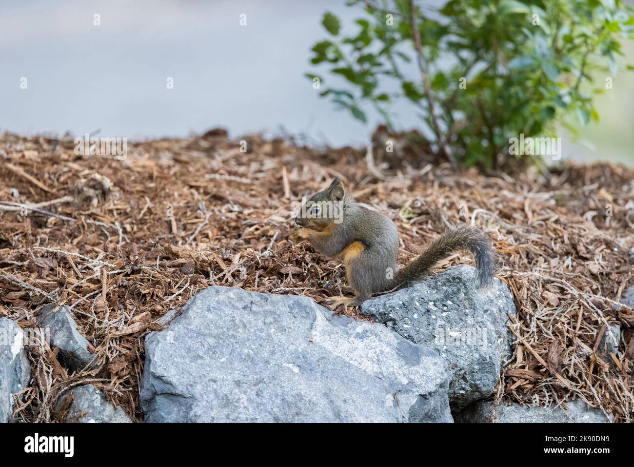 Uno scoiattolo Douglas arroccato su una roccia e mangiare a Bremerton, Washington. Foto Stock