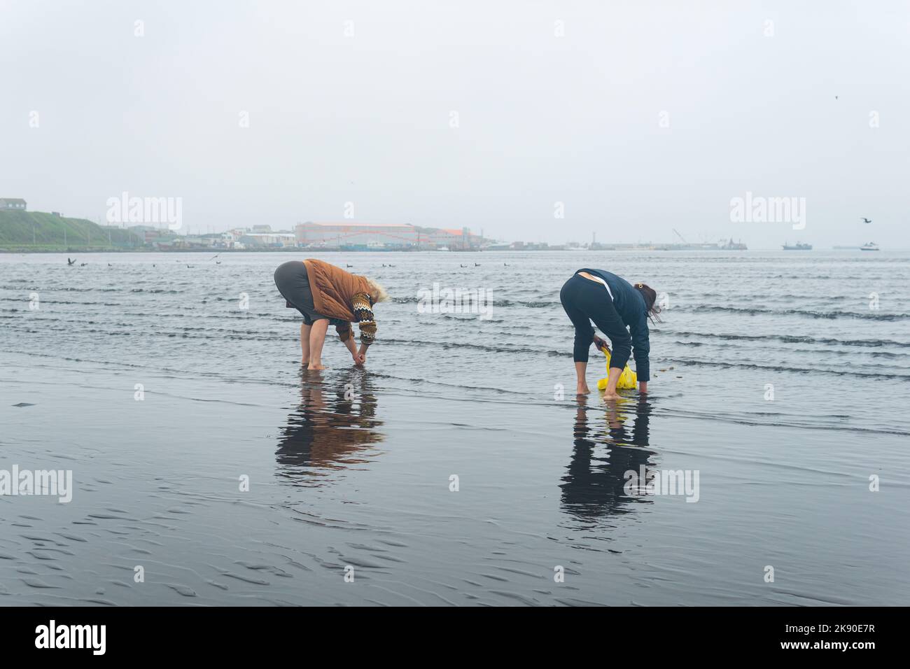 Yuzhno-Kurilsk, Russia - 03 agosto 2022: Le donne delle isole Kuril raccolgono molluschi di vongole da surf nascosti nella sabbia durante la bassa marea Foto Stock